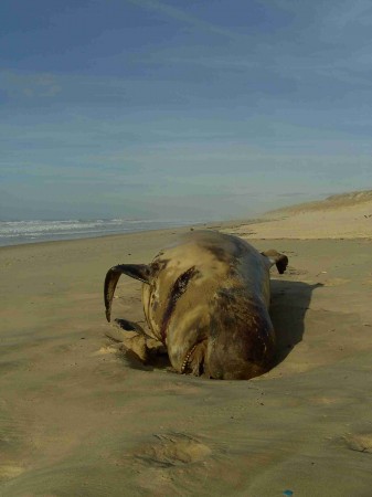 Cétacé échoué sur la plage